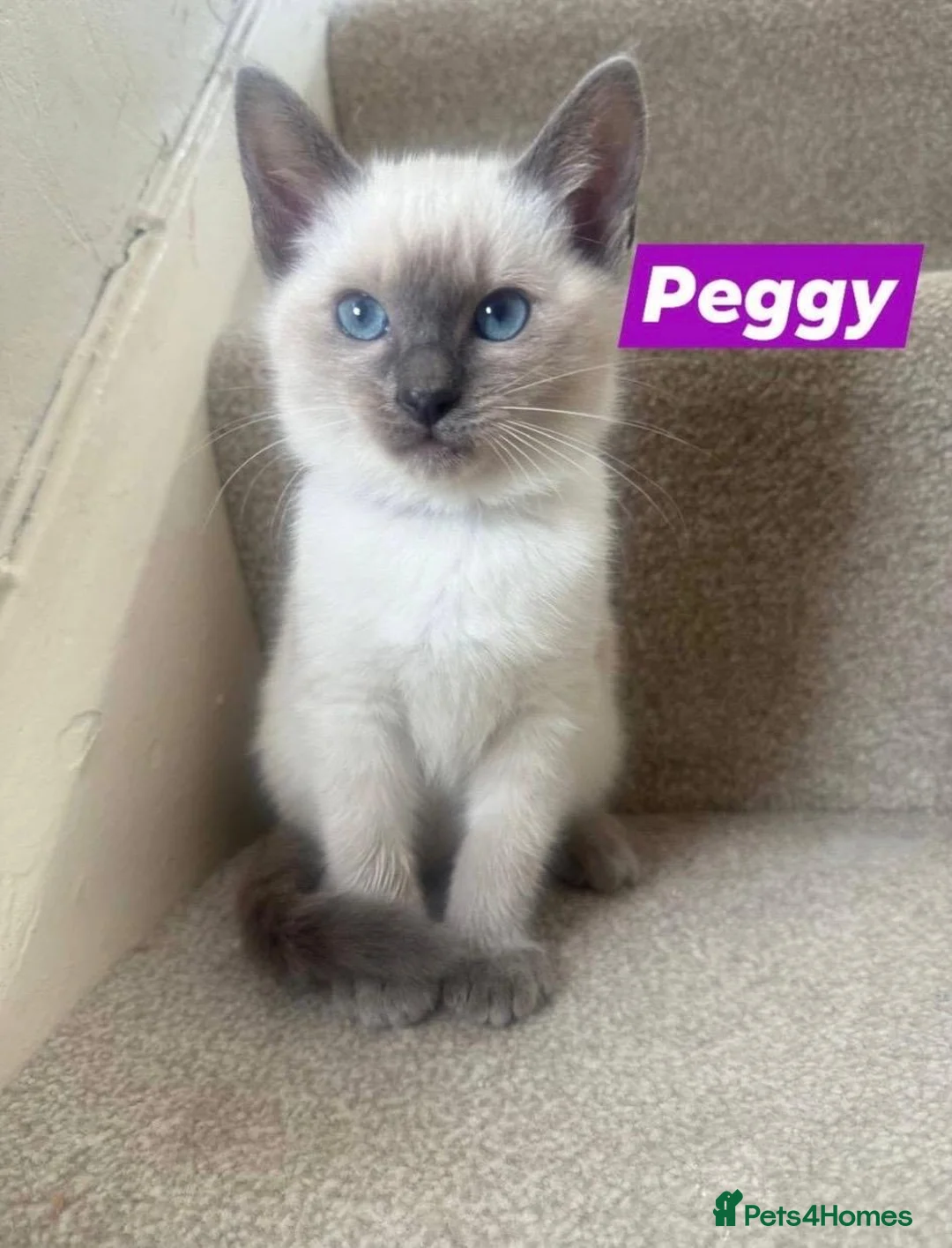 Ragamese cats for sale: 5 Stunning Ragamese Kittens - Advert 2