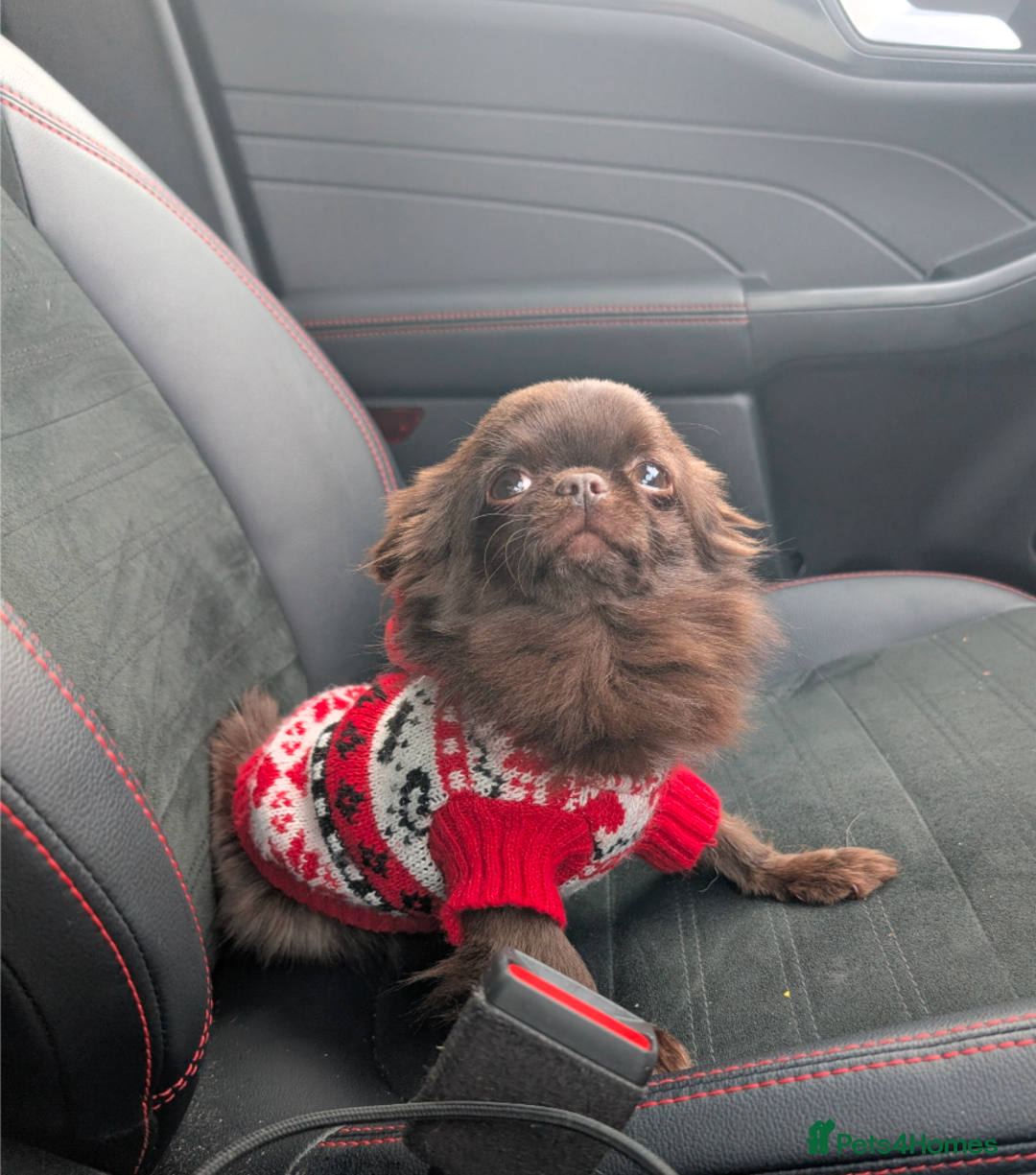 Chihuahua dogs for sale: Tiny 1.6kg Solid Chocolate Long Coat boy Chihuahua - Advert 5