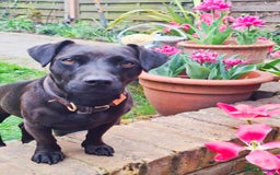 Patterdale Terrier dogs for sale: Patterdale Terrier 5 years F - Image 2