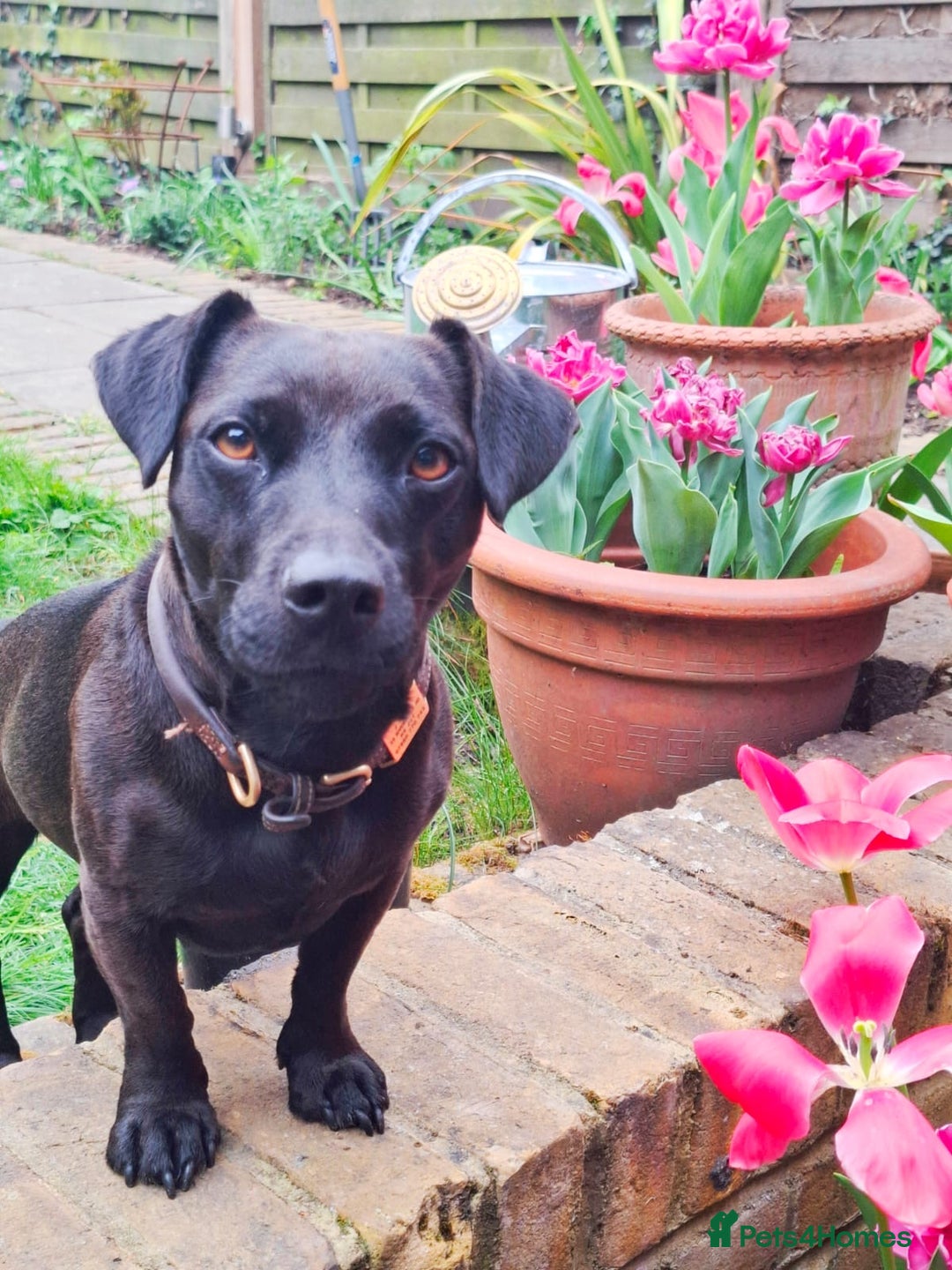 Patterdale Terrier dogs for sale: Patterdale Terrier 5 years F - Image 2