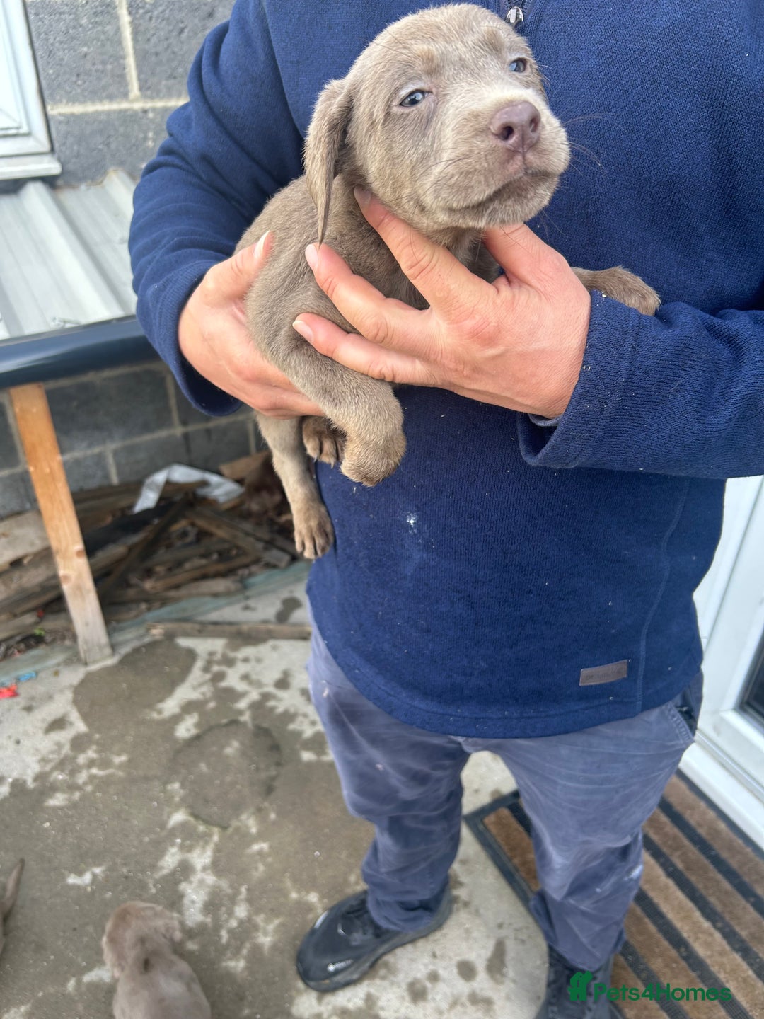 Labrador Retriever dogs for sale: Silver Labrador  - Image 14