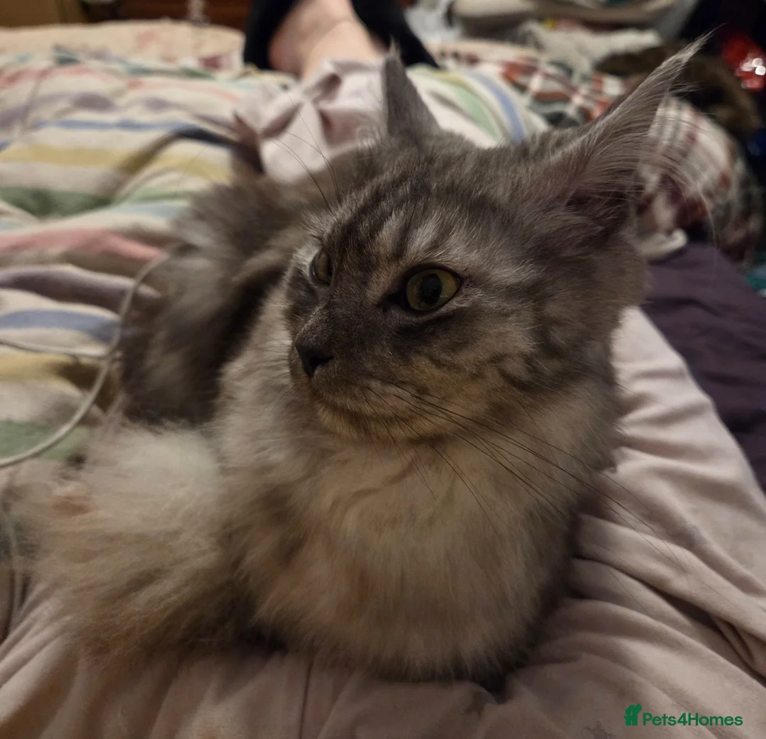 Maine Coon cats for sale: 2x female Maine Coon kittens in Abergele - Advert 1