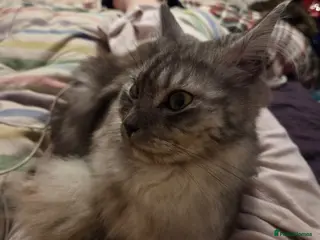 Maine Coon cats 2x female Maine Coon kittens - Advert 2