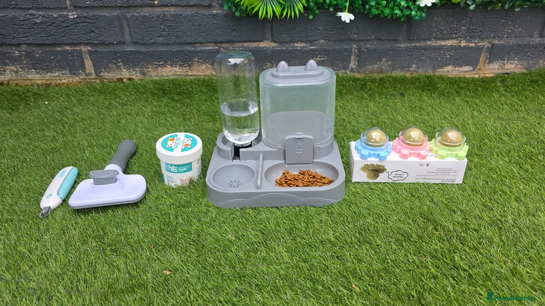 Mixed Breed cats for sale: Mixbread Cat in Manchester - Advert 2