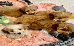 Cockapoo dogs for sale: F1 Show cockapoos(ready now ) - Image 11