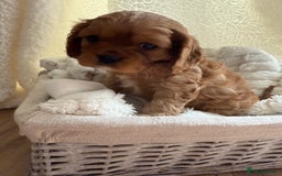 Cavalier King Charles Spaniel dogs for sale: TWO CAVALIER KING CHARLES BOYS AVAILABLE NOW - Image 23