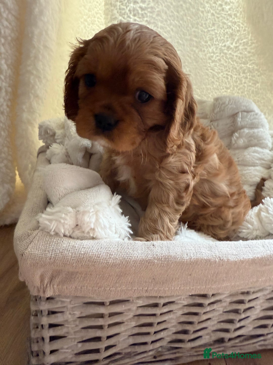 Cavalier King Charles Spaniel dogs for sale: TWO CAVALIER KING CHARLES BOYS AVAILABLE NOW - Image 23