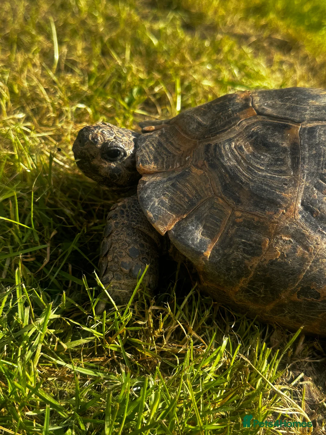 Tortoise reptiles for sale: 3 Male Spur thighs Fertile - Advert 2