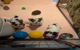 Biewer Terrier dogs for sale: Biewer - Image 8