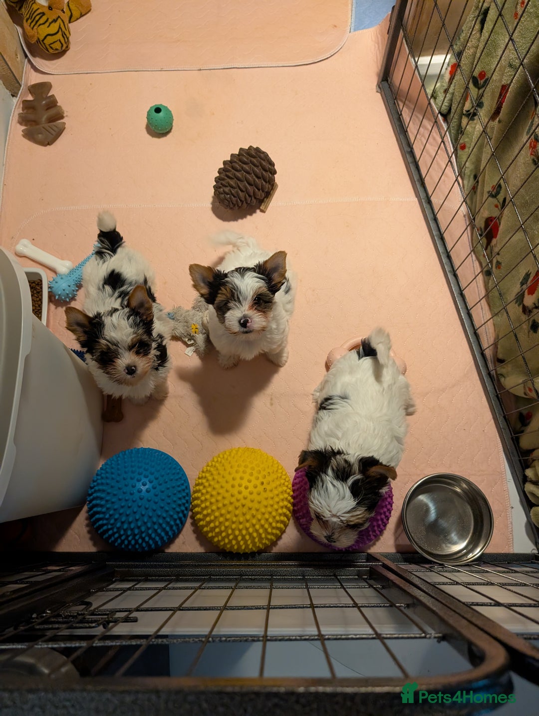 Biewer Terrier dogs for sale: Biewer - Image 8