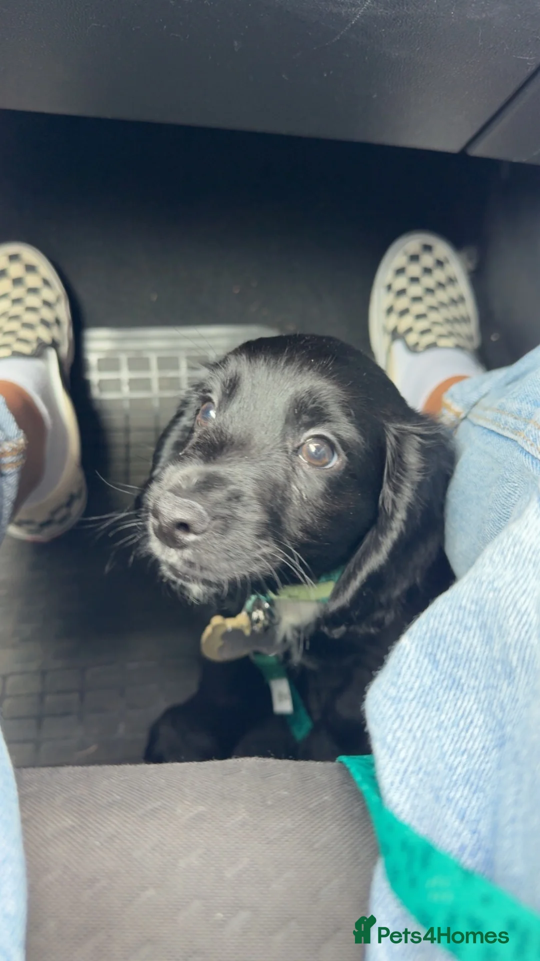 Cocker Spaniel dogs for sale: Cocker Spaniel Male - Advert 3
