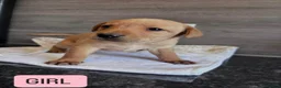 Labrador Retriever dogs for sale: KC LABRADOR PUPPIES - Advert 6