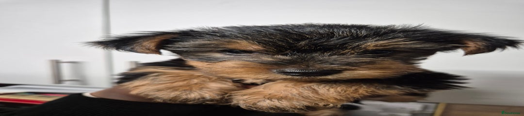 Yorkshire Terrier Puppy 1