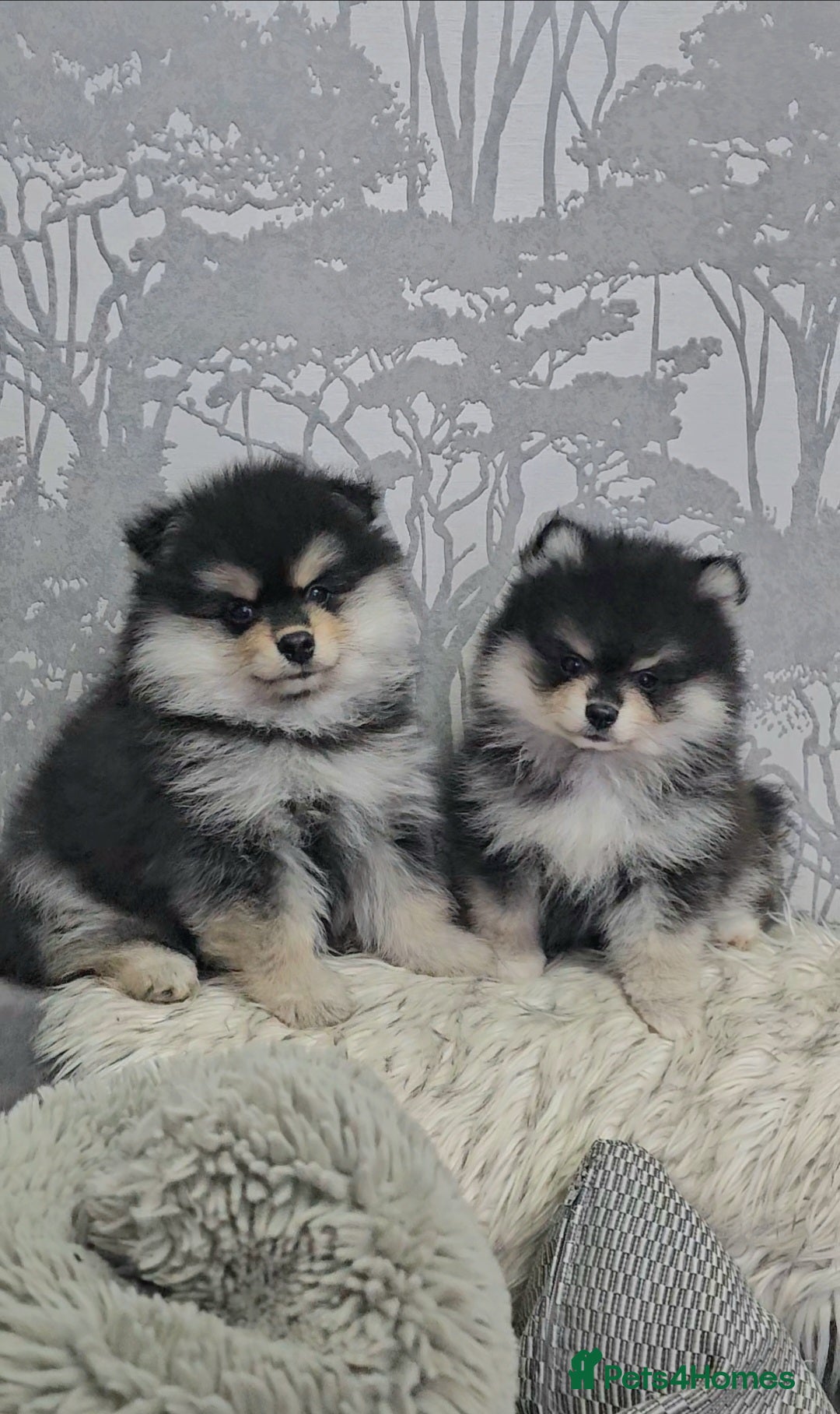 Pomsky dogs for sale: Pomsky puppies very small toy size F3  - Image 17
