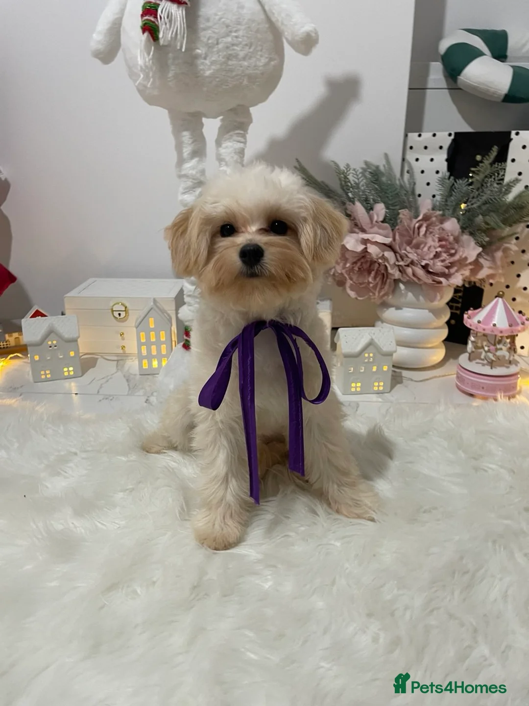 Pomapoo dogs for sale: Pomapoo Girl Lindy (£2000 INC. UK Delivery) - Advert 7