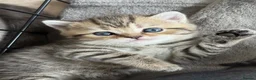 British Shorthair cats for sale: 🐾 Exceptional GCCF British Shorthair Kittens 🐾 - Advert 21