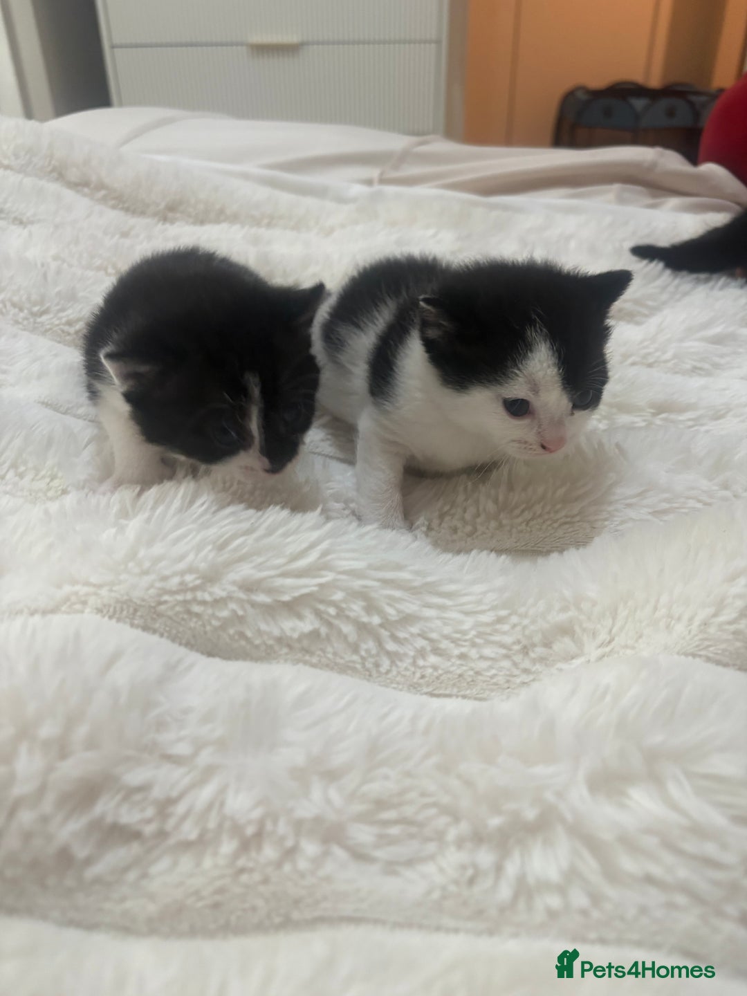 Mixed Breed cats for sale: 7 beautiful kittens very playful  - Advert 7