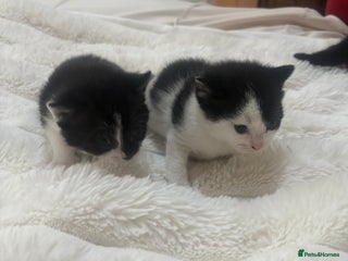 Mixed Breed cats beautiful kittens very playful - Advert 12