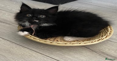 Mixed Breed cats - Advert 13