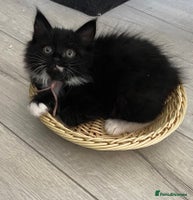 Mixed Breed cats - Advert 15