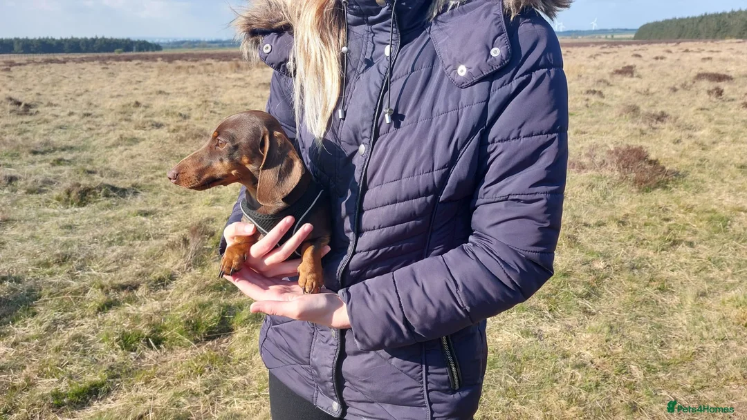 Miniature Dachshund dogs for stud: Kc reg. Stud Boy 3.5kg (PRA clear) in Bradford - Advert 4