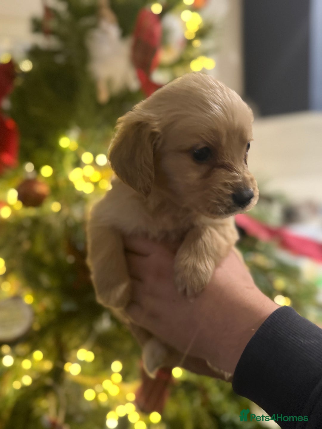 Goldador dogs for sale: Gorgeous Goldador puppies ready to go 22nd  - Advert 2