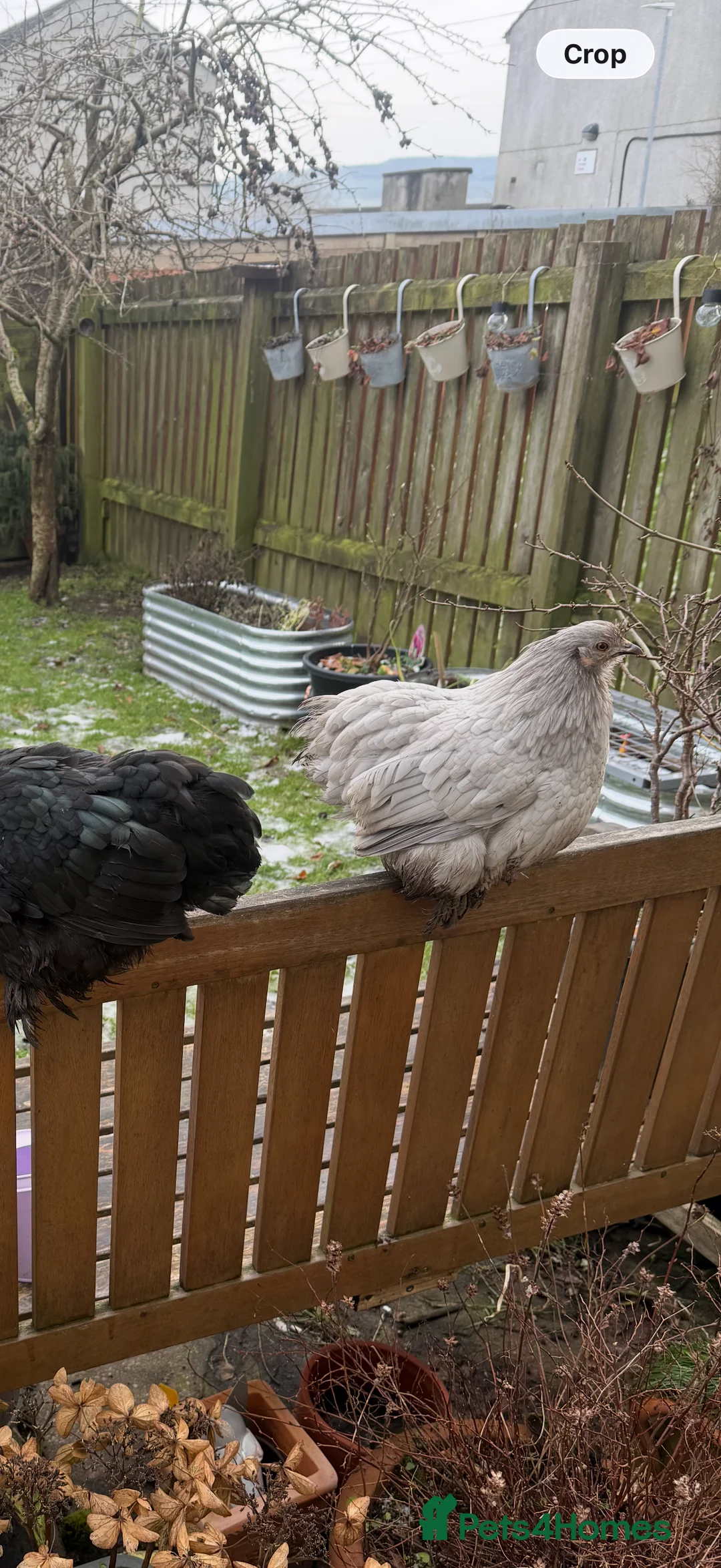 Chickens poultry for sale: Pekin bantam lavender  - Advert 12