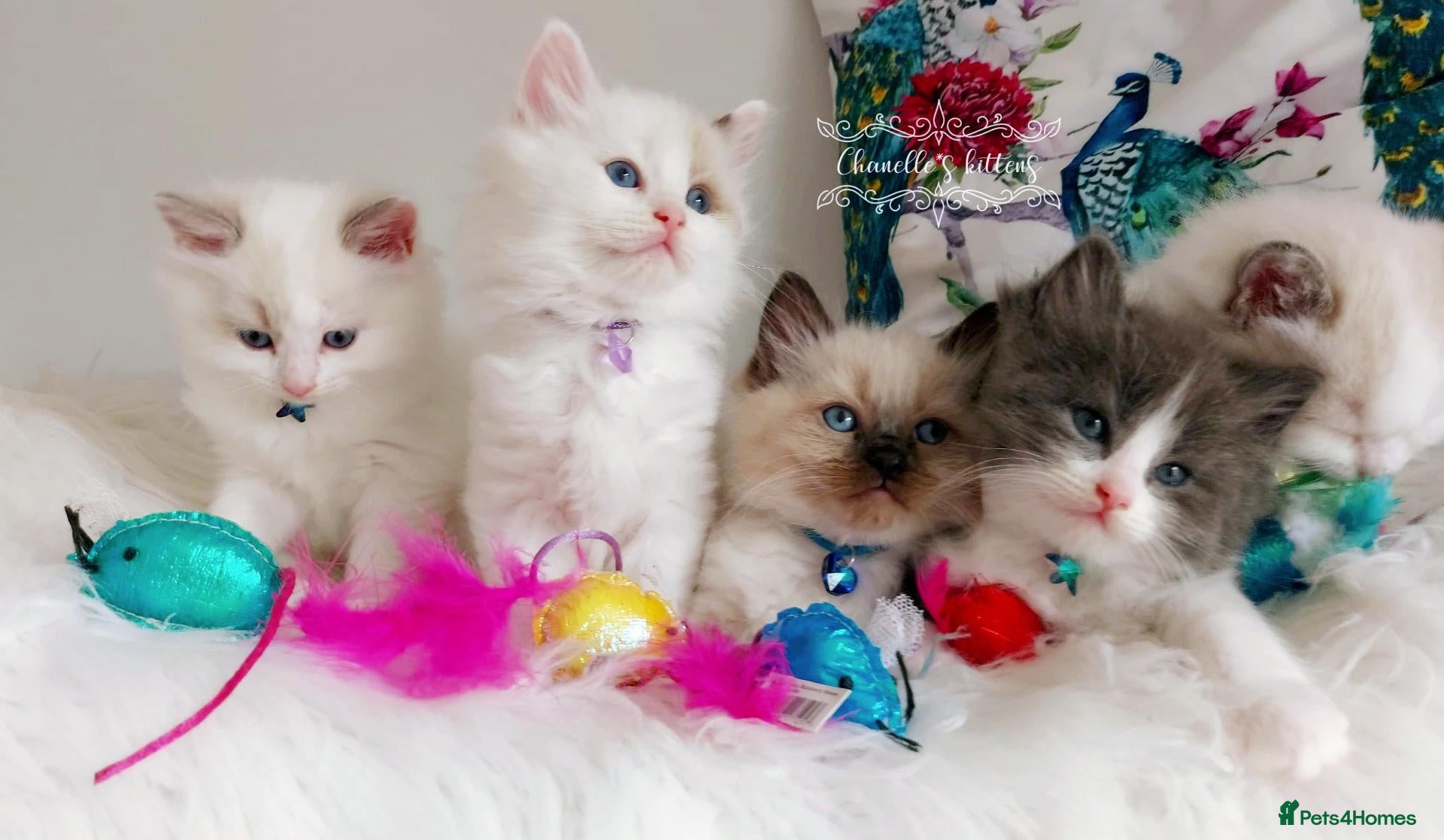 Ragdoll cats BEAUTIFUL CROSS RAGDOLL/PERSIAN 😻😻😻😻  - Advert 2