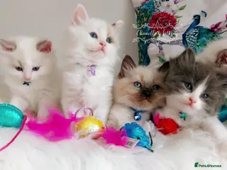 Ragdoll cats BEAUTIFUL CROSS RAGDOLL/PERSIAN 😻😻😻😻 - Advert 2