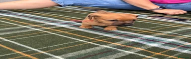 Patterjack 1