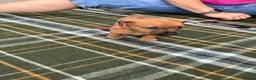 Patterjack dogs for sale: Patterjack puppy’s looking for loving home  - Advert 32