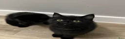 British Shorthair cats for sale: ✨ beautiful black/blue British Shorthair kittens✨ - Advert 4