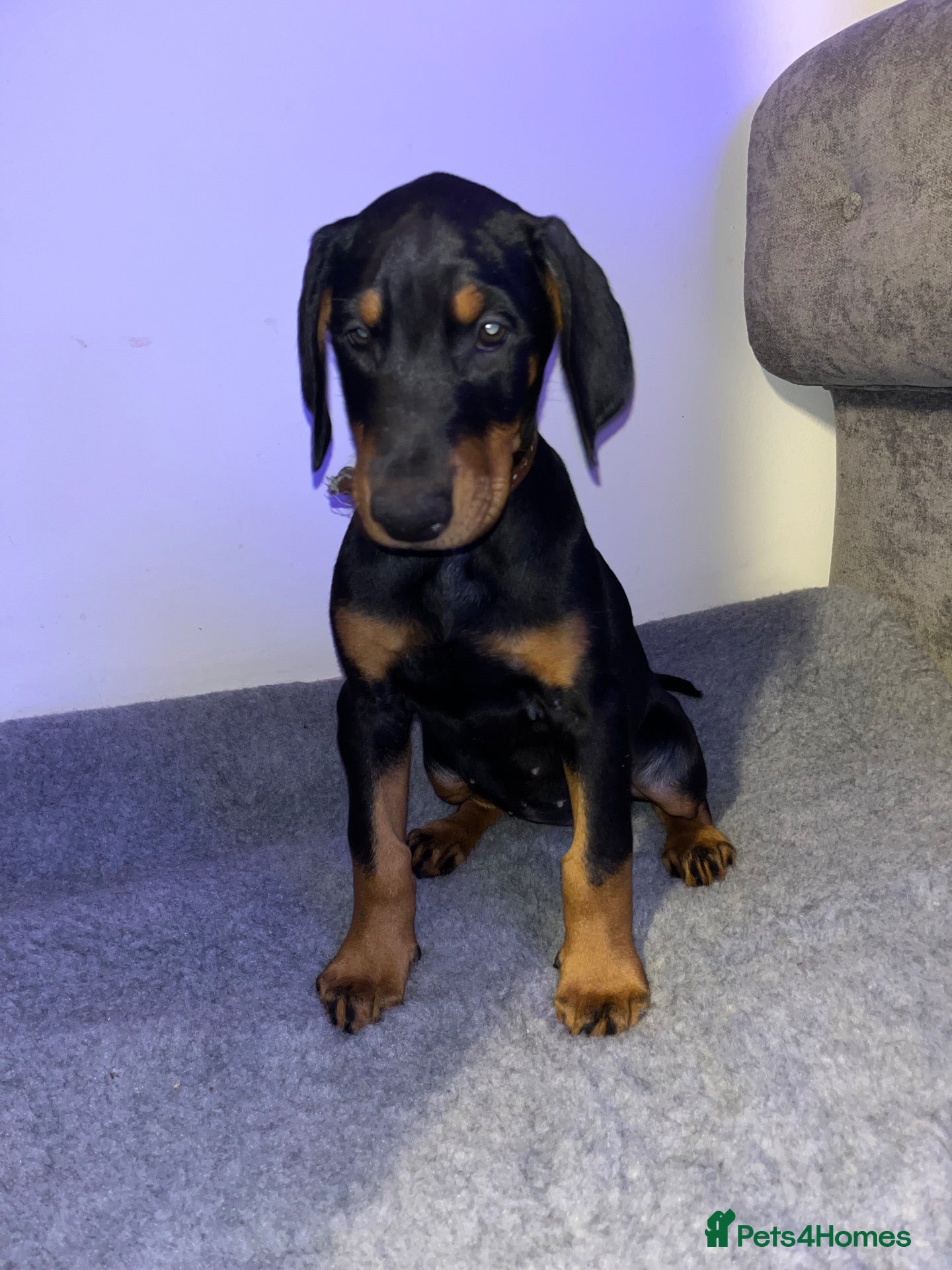 Dobermann dogs 🏆 Exceptional KC Registered Dobermann Puppies 🏆 - Advert 1