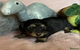 Dachshund dogs for sale: KC reg PRA clear gorgeous puppies - Image 14