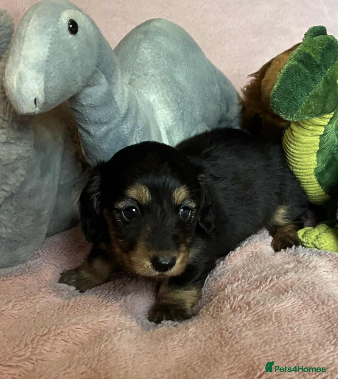 Dachshund dogs for sale: KC reg PRA clear gorgeous puppies - Image 14