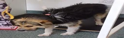 Mixed Breed dogs for adoption: BEN's Journey to Safety - Advert 26