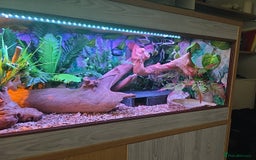 Python Snake reptiles for sale: Banana pastle royal python male and full set up - Image 3