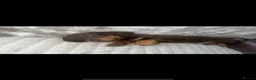 Dachshund dogs for sale: 2 Dachshund puppies left - Advert 6