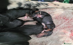 Mixed Breed dogs for sale: Border collie x irish petter puppies - Image 4