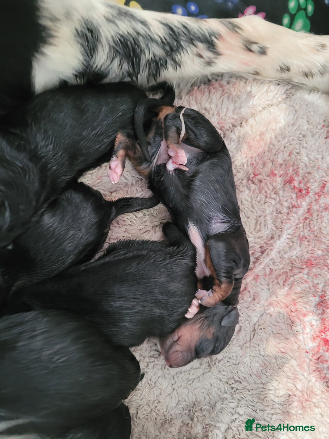 Mixed Breed dogs for sale: Border collie x irish petter puppies - Image 4