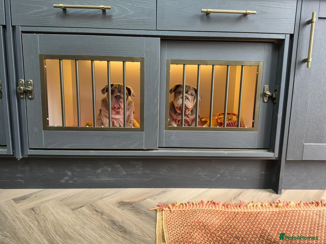 English Bulldog dogs for sale: 3x bulldogs - Advert 2
