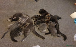 British Longhair cats for sale: Longhair kittens - Image 3