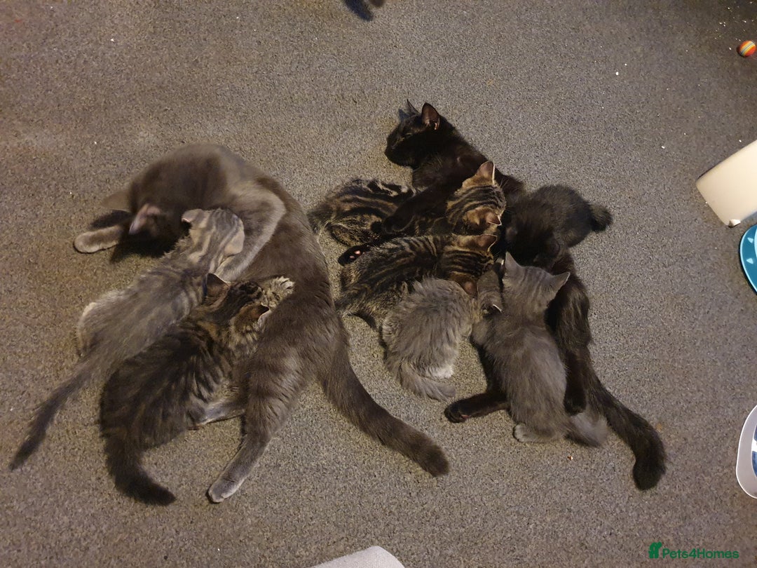 British Longhair cats for sale: Longhair kittens - Image 3