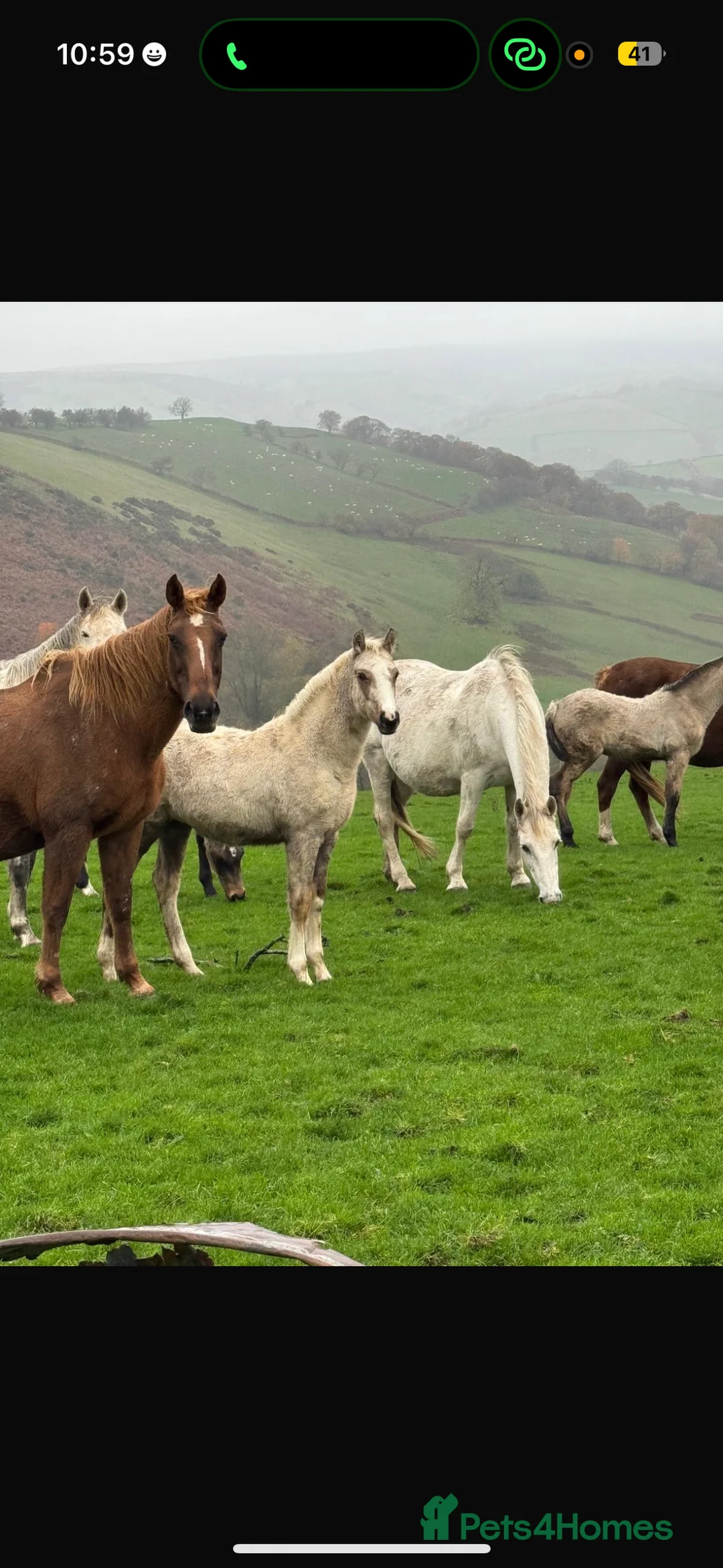 Irish Sports horses for sale: 2025 Foals!  in Knighton - Advert 1