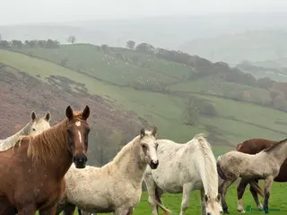 Irish Sports horses 2025 Foals! in Knighton - Advert 1