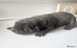 Shar Pei dogs for sale: Shar Pei Puppies - Ready 23rd December - Image 4