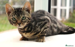 Bengal cats for sale: CUTE BROWN FEMALE BENGAL KITTEN (TICA REG)  - Image 3