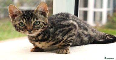 Bengal cats - Advert 3
