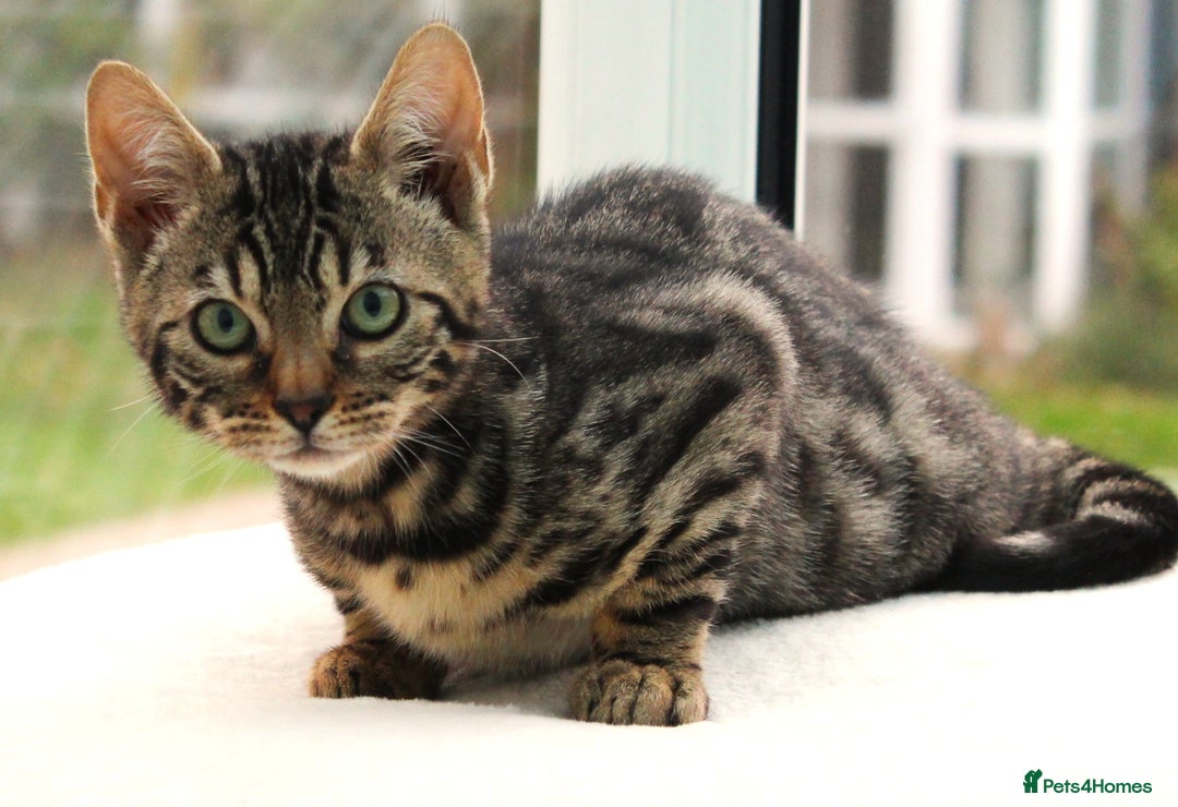 Bengal cats for sale: CUTE BROWN FEMALE BENGAL KITTEN (TICA REG)  - Image 3