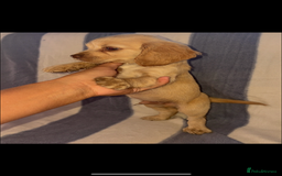 Cocker Spaniel dogs for sale: Ready to leave  - Image 4